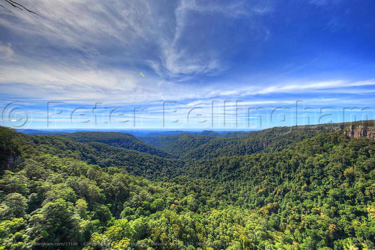 Peter Bellingham Photography Canyon Lookout - Springbrook National Park - QLD SQ (PB5D 00 4250)